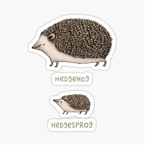 Hedgehog Hedgesprog Sticker For Sale By Sophie Corrigan Redbubble