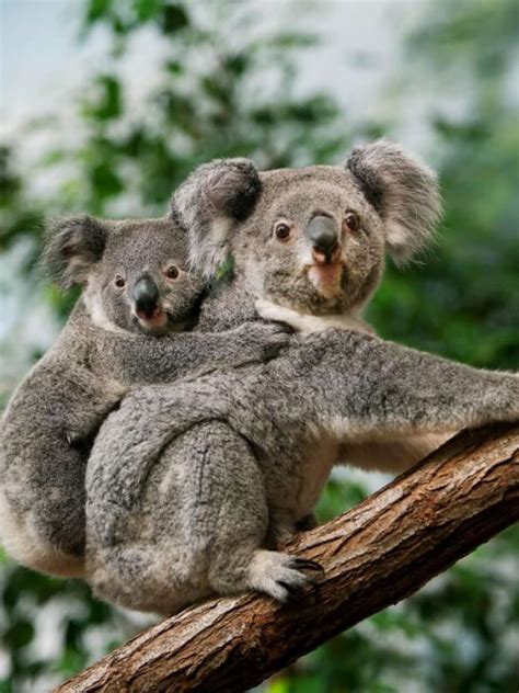 Bichos Mais Fofos Do Mundo - Os Filhotes De Animais Mais Fofos Do Mundo Lista Elege Os 20 Bichos