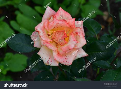 Beautiful Rose Flower Red Spots On Stock Photo 2009658524 | Shutterstock