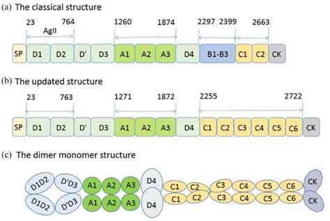 The Classical Structure And The Latest Structure Of Vwf As Well As The