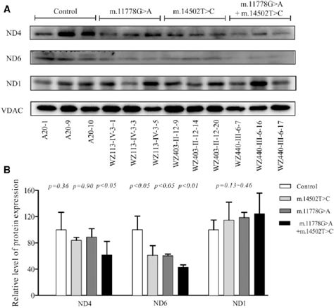 Western Blot Analysis Of Mitochondrial Proteins A 5 Lg Of