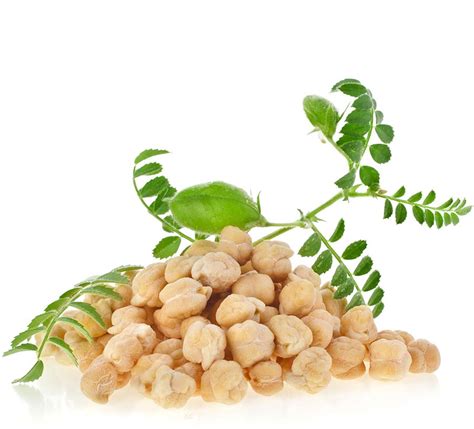 Chickpea Plant