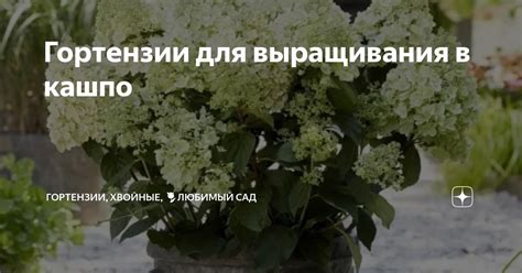 Гортензии для выращивания в кашпо | Гортензии, хвойные, 🌷любимый сад | Дзен