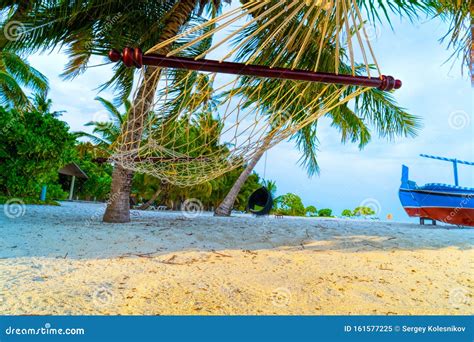 Empty Hammock Between Palms Trees At Sandy Beach Stock Image Image Of