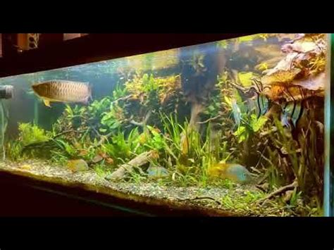 Aquascape Arwana Arowana Planted Tank Youtube