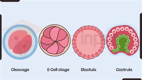 Zygote Definition Formation And Development In Animals And Plants