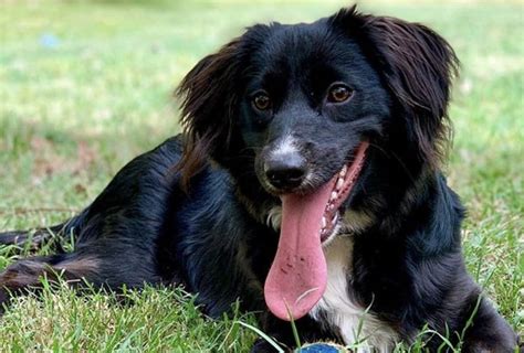 Black Border Collie Springer Spaniel Mix - irene-montero