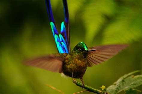 Mating Dance Photograph by Hans Heinz - Fine Art America