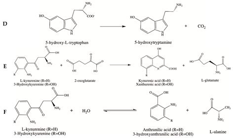 IJMS Free Full Text Pyridoxal 5 Phosphate Dependent Enzymes At The