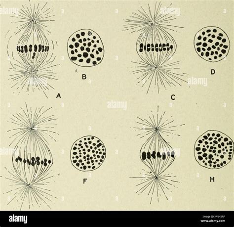 Metaphase chromosomes hi-res stock photography and images - Alamy