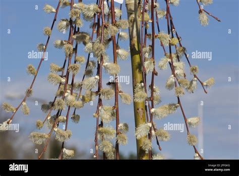 Salix Caprea Pendula Weeping Pussy Willow Stock Photo Alamy