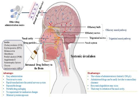 Pdf Physiology Of Nose To Brain Pathways And Current Approaches To