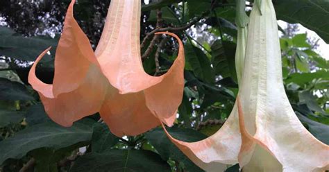 how to care for angel trumpet plant