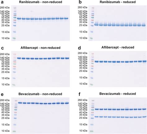 Sds Page Analysis Non Reducing And Reducing Sds Page Analysis Of A B