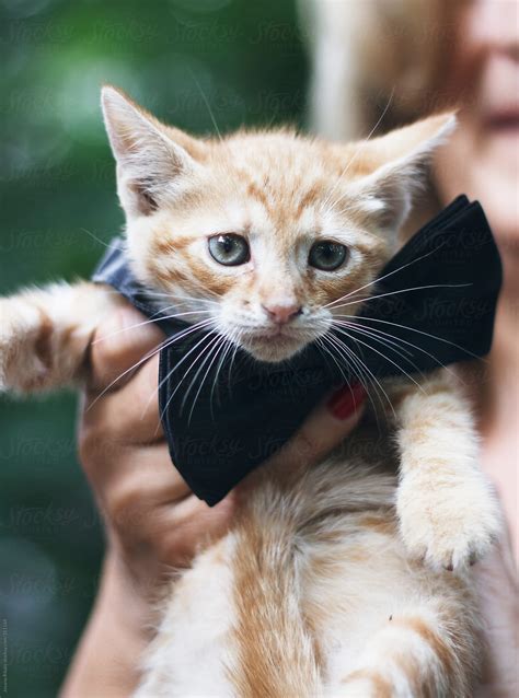 "Cute Little Cat Wearing Bow Tie" by Stocksy Contributor "Jovana Rikalo ...