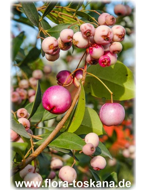 Syzygium Paniculatum Eugenia Paniculata Kirschmyrte Flora Toskana