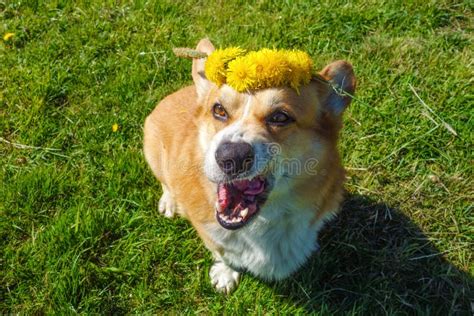 Welsh Corgi Pembroke Outdoor Playing in Summer Stock Image - Image of ...