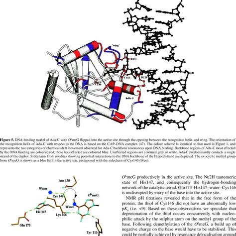 The Active Site Of Ada C Containing Extrahelical O Meg This Model