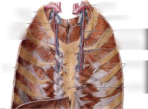 The Thorax Pt Diagram Quizlet