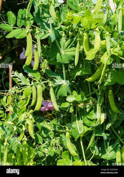 Garden Pea Pisum Sativum Ripe Hi Res Stock Photography And Images Alamy