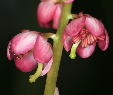 Pyrola Asarifolia Ssp Asarifolia Calflora