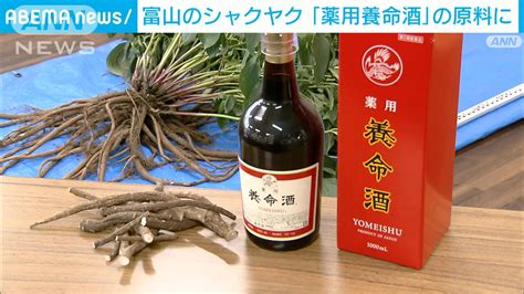 富山のシャクヤク 「薬用養命酒」の原料に