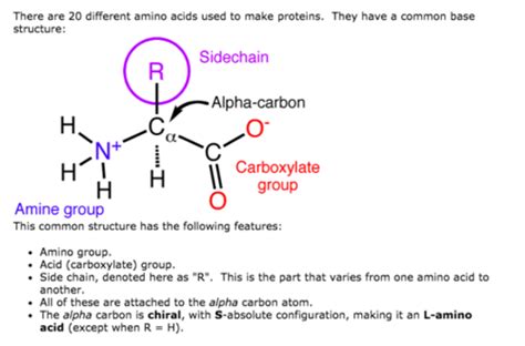 Side Chains Of Amino Acids Quizlet Jacob Has Gibson