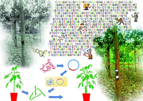 Natural Rubber The Ecobiomaterial Laboratory