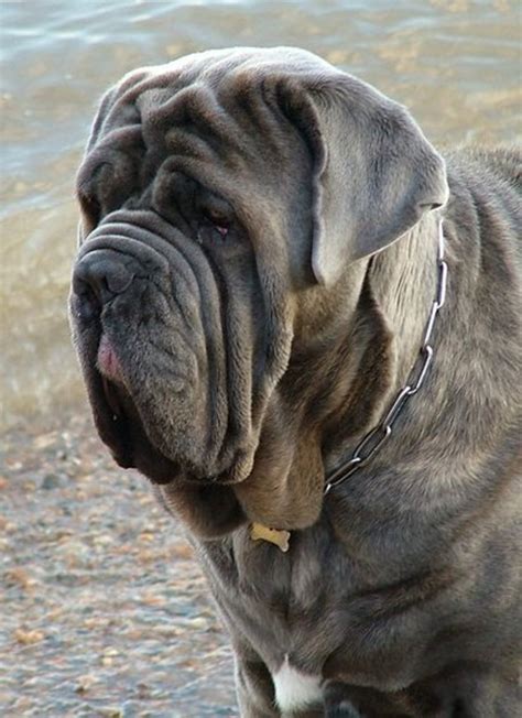 Five Ugly Dog Breeds - PetHelpful