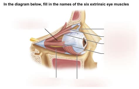 Eye Muscles Diagram Diagram | Quizlet