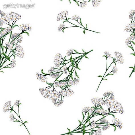 Achillea Millefolium Medicinal Plant Watercolor Seamless Pattern