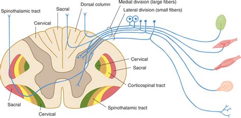 Somatosensory Systems Neupsy Key