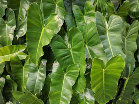 A Complete Guide To Philodendron Types Au