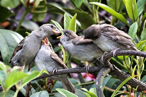 You're Next - Feeding baby sparrows