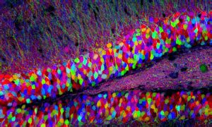 Light Microscopy – Center for Brain Science