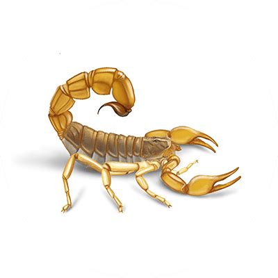 Albino Scorpion - Albino Scorpion Facts | Orkin