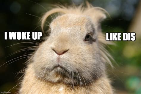 The 30 Best Bunny Rabbit Memes Hop To Pop