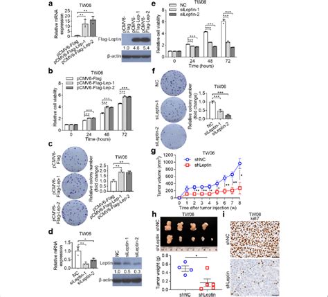 Leptin Expression Modulates The Cell Growth Of Npc A The Mrna And