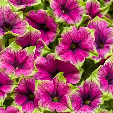 Low Maintenance Container Plants – Proven Winners Direct™