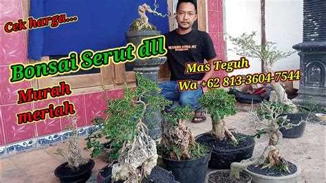 Cek Harga Bahan Bonsai Di Mas Teguh Wa Youtube