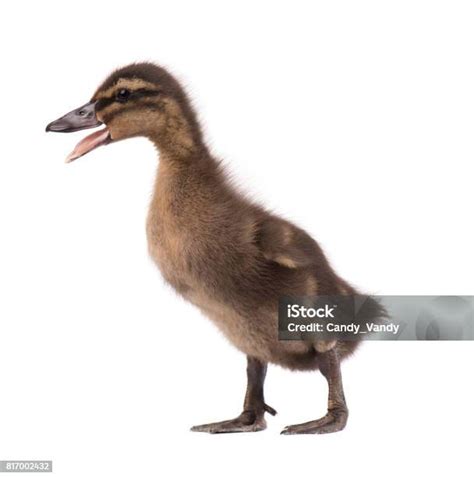 bebek kecil  lucu terisolasi  latar belakang putih potret