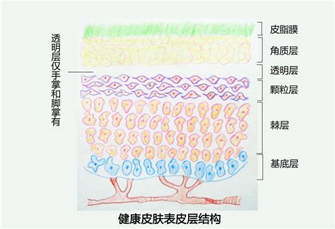 皮肤表皮层家庭的五兄弟之——角质层和皮脂膜 知乎