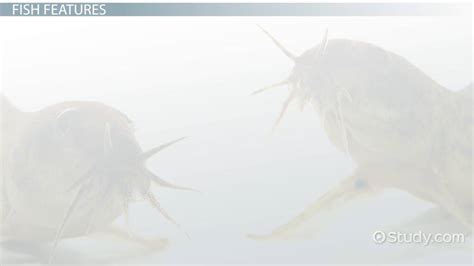 Fish Facts: Lesson for Kids - Lesson | Study.com