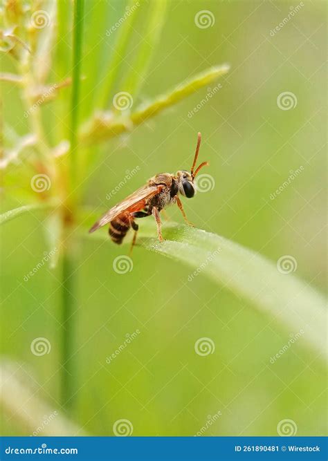 Closeup of a Common Wasp Isolated on a Green Grass Stock Image - Image ...