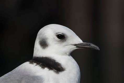 Black-legged Kittiwake – birdfinding.info