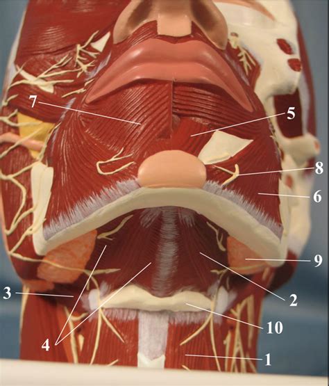 Model 2 Inferior Chin View Diagram Quizlet