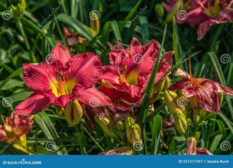 Bright Red Daylilies Closeup Stock Image Image Of Cultivated Field