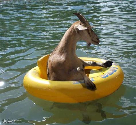 Whatever Floats Your Goat R Funny