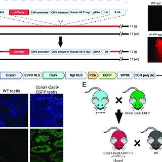 Generation And Characterization Of Split Drive T Crispr Mice A And B