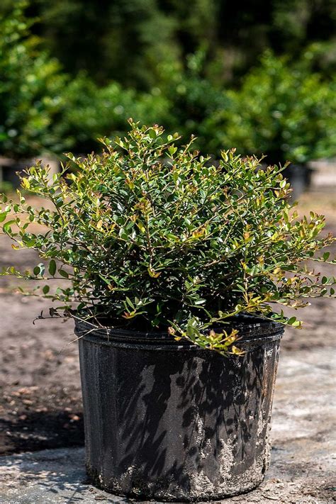 Stokes Dwarf Yaupon Holly Ilex Vomitoria Ilex Etsy Australia